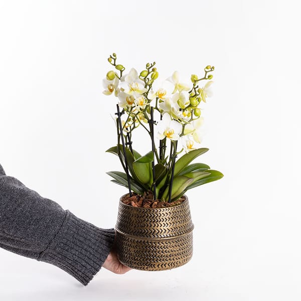Lausanne Gold — görsel 4