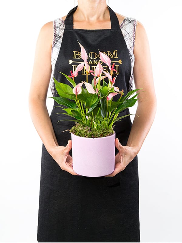 Lily & Divan Pralin Çikolata (9’lu) Bundle — görsel 2