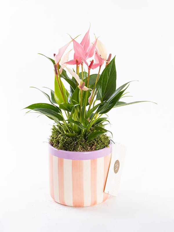 Lily Stripes