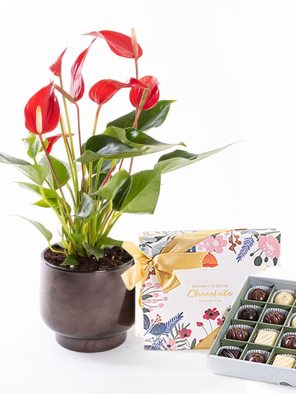 Roja Scandic & Chocolate (20'li) Bundle — görsel 1