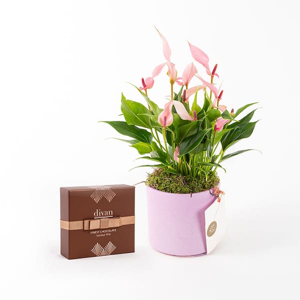 Lily & Divan Pralin Çikolata (9’lu) Bundle — görsel 3